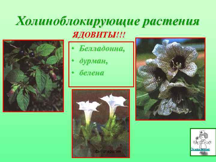 Холиноблокирующие растения ЯДОВИТЫ!!! • • • Белладонна, дурман, белена фитотерапия Оглавление 