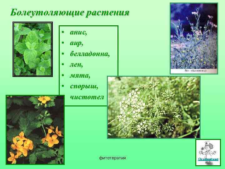 Болеутоляющие растения • • анис, аир, белладонна, лен, мята, спорыш, чистотел фитотерапия Оглавление 