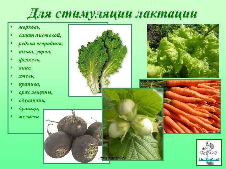 Для стимуляции лактации • • • морковь, салат листовой, редька огородная, тмин, укроп, фенхель,