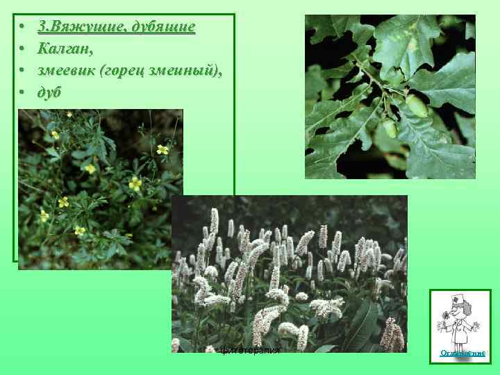  • • 3. Вяжущие, дубящие Калган, змеевик (горец змеиный), дуб фитотерапия Оглавление 