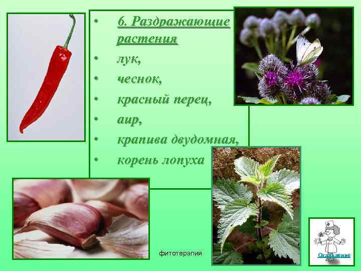 • • 6. Раздражающие растения лук, чеснок, красный перец, аир, крапива двудомная, корень