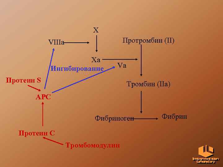 X Протромбин (II) VIIIa Xa Ингибирование Va Протеин S Тромбин (IIa) APC Фибриноген Протеин