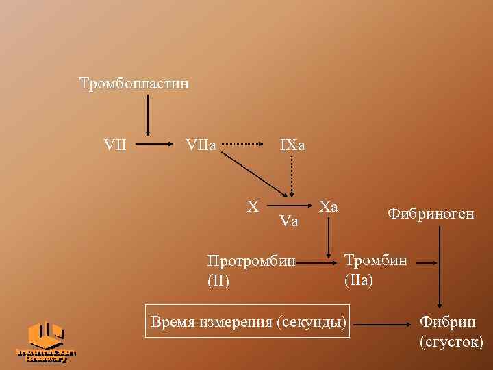 Тромбопластин VIIa IXa X Va Протромбин (II) Xa Фибриноген Тромбин (IIa) Время измерения (секунды)