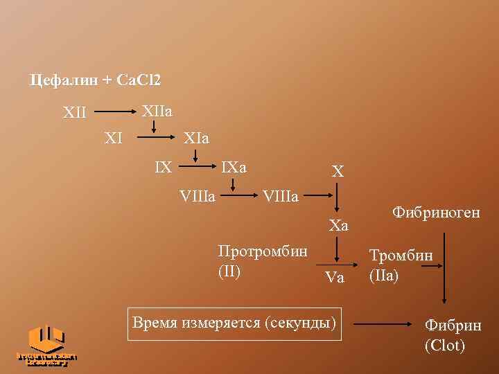 Цефалин + Ca. Cl 2 XIIa XII XI XIa IX IXa VIIIa Xa Протромбин