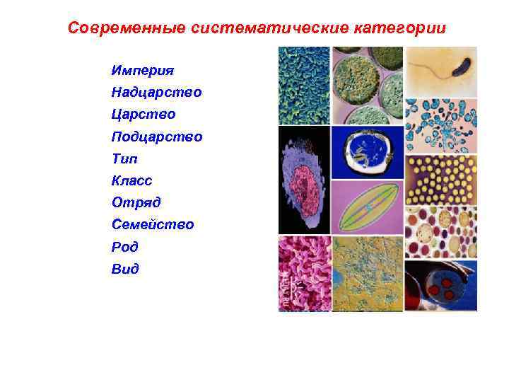 Таксономические категории микроорганизмов схема