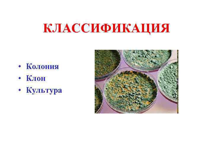 КЛАССИФИКАЦИЯ • Колония • Клон • Культура 