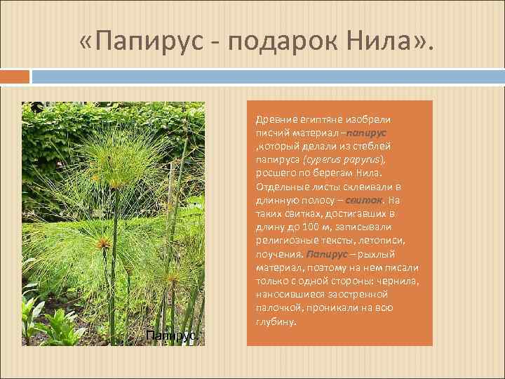  «Папирус - подарок Нила» . Древние египтяне изобрели писчий материал –папирус , который