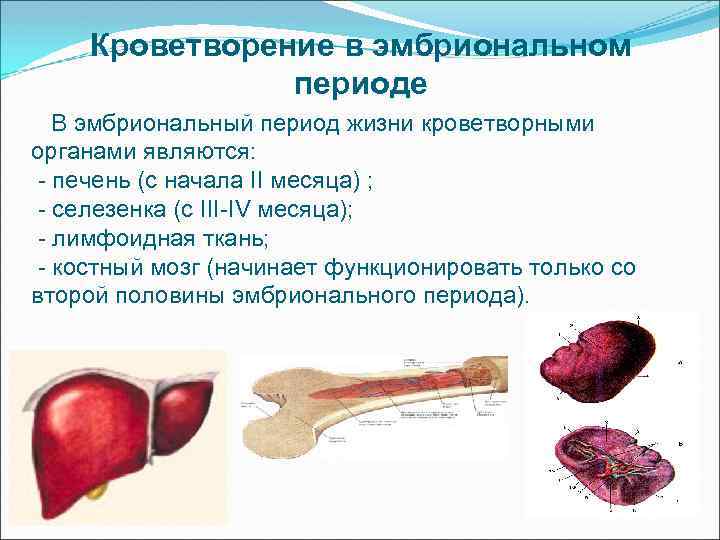 Кроветворение в эмбриональном периоде В эмбриональный период жизни кроветворными органами являются: - печень (с