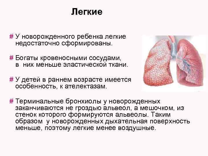 Легкие # У новорожденного ребенка легкие недостаточно сформированы. # Богаты кровеносными сосудами, в них