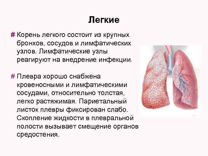 Легкие # Корень легкого состоит из крупных бронхов, сосудов и лимфатических узлов. Лимфатические узлы