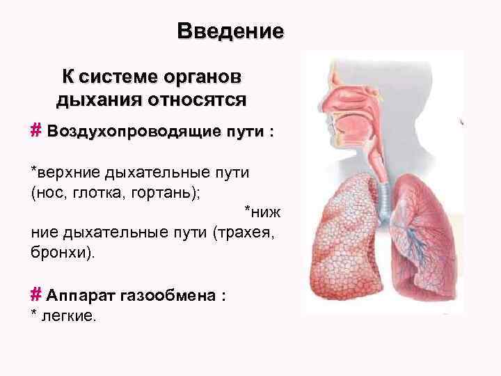 Введение К системе органов дыхания относятся # Воздухопроводящие пути : *верхние дыхательные пути (нос,