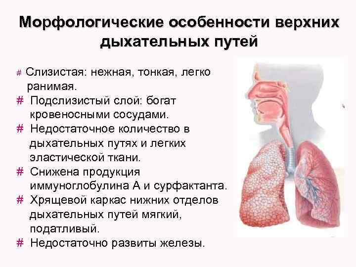 Морфологические особенности верхних дыхательных путей Слизистая: нежная, тонкая, легко ранимая. # Подслизистый слой: богат