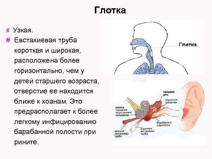 Глотка Узкая. # Евстахиевая труба короткая и широкая, расположена более горизонтально, чем у детей