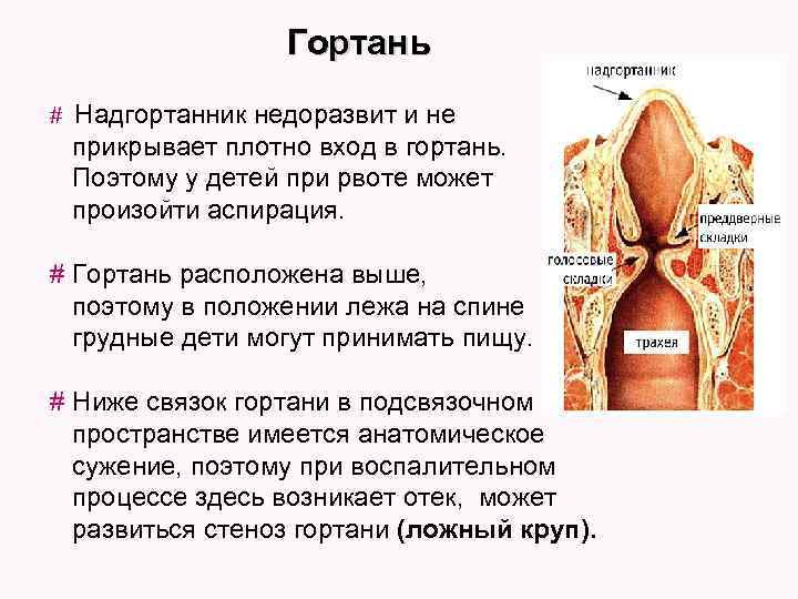 Гортань # Надгортанник недоразвит и не прикрывает плотно вход в гортань. Поэтому у детей