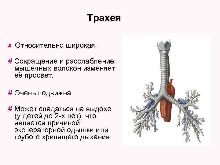 Трахея # Относительно широкая. # Сокращение и расслабление мышечных волокон изменяет её просвет. #