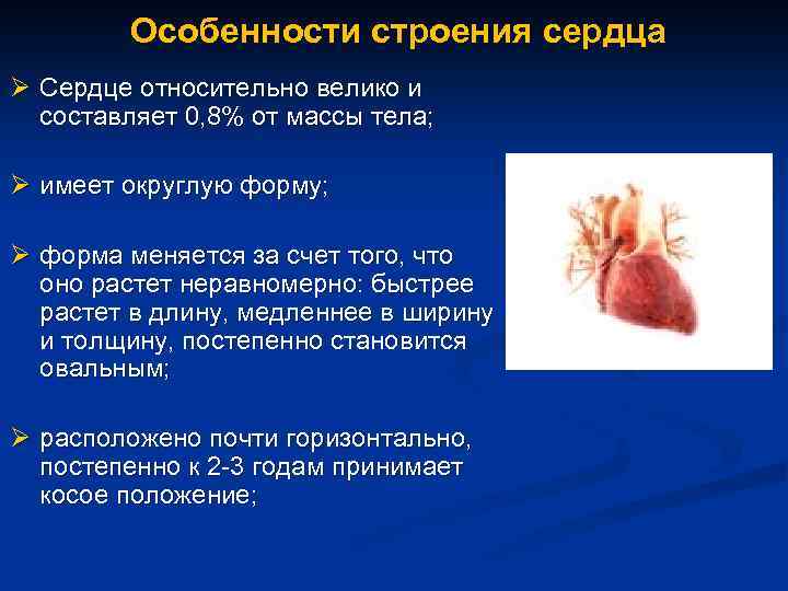 Особенности строения сердца Ø Сердце относительно велико и составляет 0, 8% от массы тела;