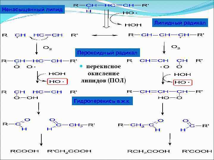 Окисленные липиды. Схема реакций перекисного окисления липидов. Пероксидное окисление липидов схема.