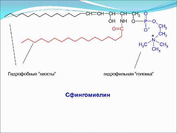 Гидрофильно гидрофобные свойства липидов