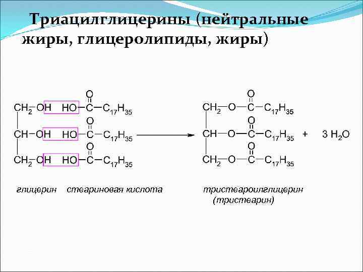 Гидролиз триацилглицеролов происходит по следующей схеме