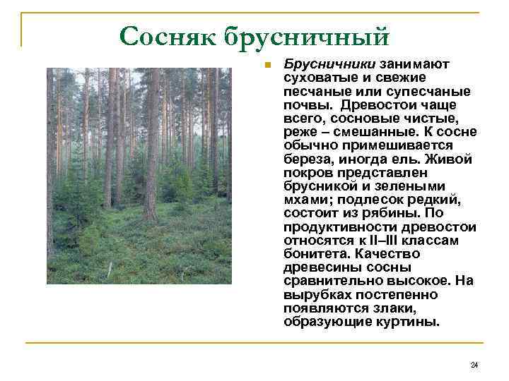 Сосняк брусничный n Брусничники занимают суховатые и свежие песчаные или супесчаные почвы. Древостои чаще