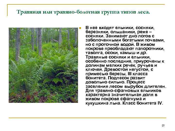 Травяная или травяно-болотная группа типов леса. n В нее входят ельники, сосняки, березняки, ольшаники,