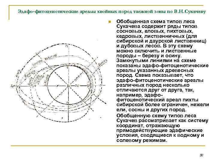 Эдафо-фитоценотические ареалы хвойных пород таежной зоны по В. Н. Сукачеву n n Обобщенная схема