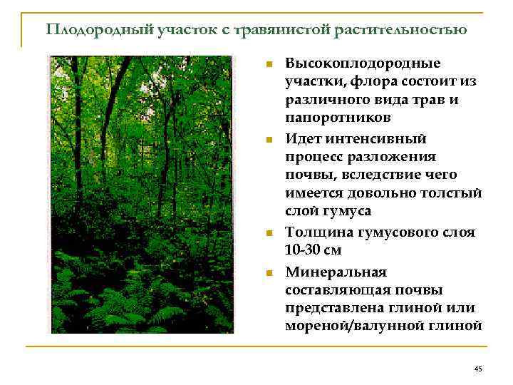 Плодородный участок с травянистой растительностью n n Высокоплодородные участки, флора состоит из различного вида