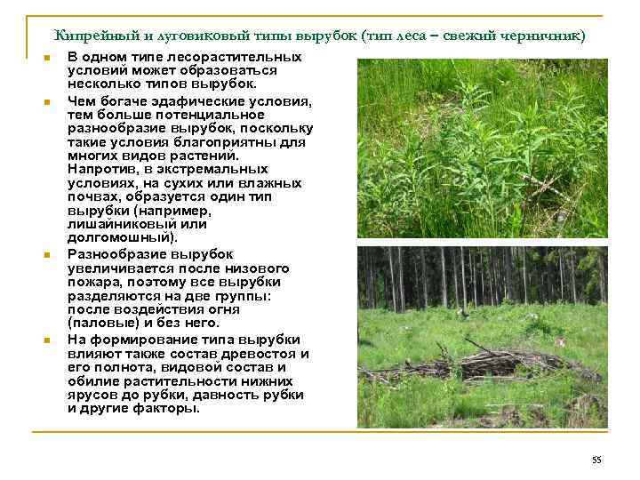 Кипрейный и луговиковый типы вырубок (тип леса – свежий черничник) n n В одном