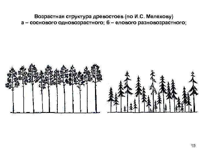 На схеме изображена трофическая структура хвойного леса какую ошибку допустил художник