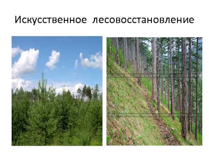 Искусственное лесовосстановление 
