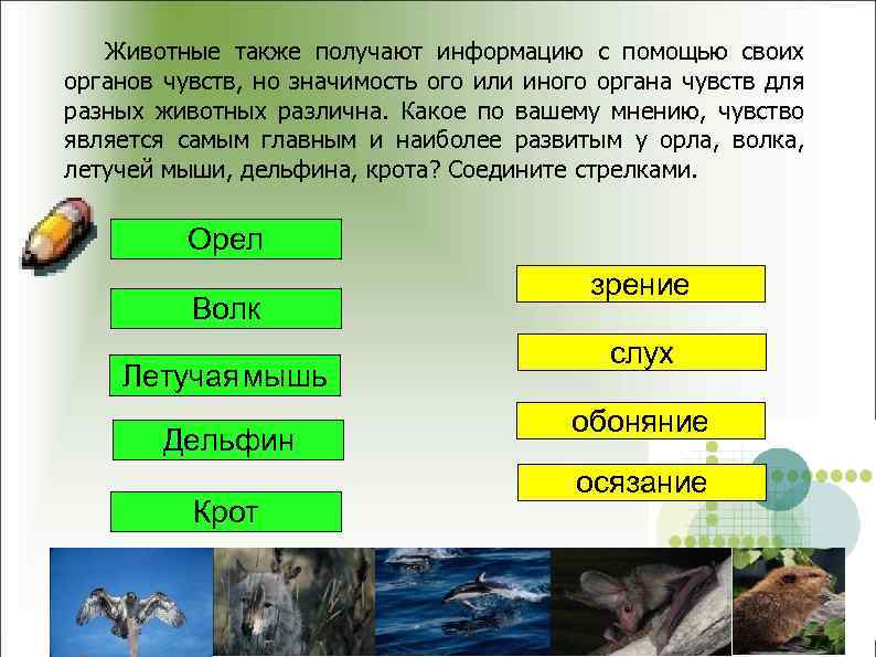 Животные также получают информацию с помощью своих органов чувств, но значимость ого или иного