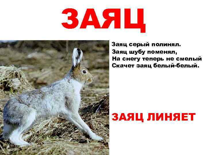 ЗАЯЦ Заяц серый полинял. Заяц шубу поменял, На снегу теперь не смелый Скачет заяц