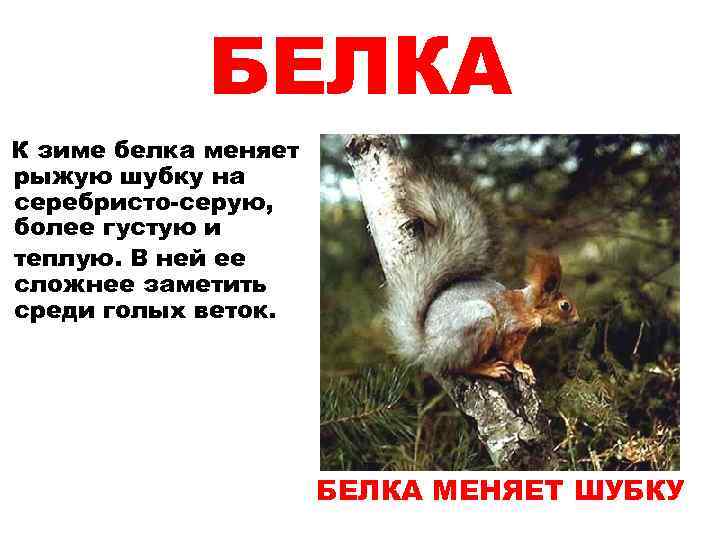 БЕЛКА К зиме белка меняет рыжую шубку на серебристо-серую, более густую и теплую. В