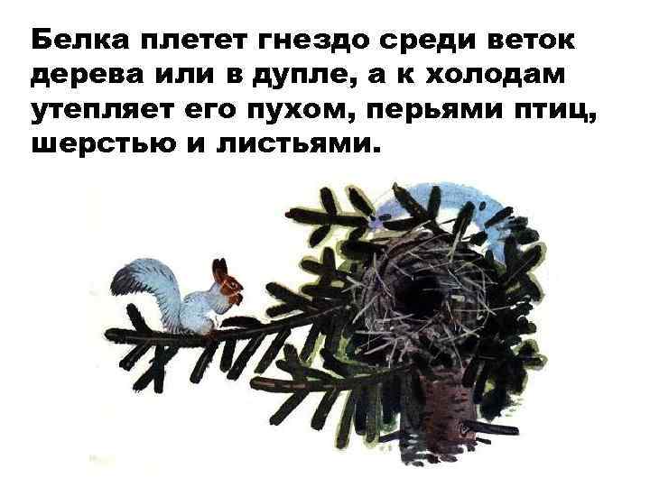 Белка плетет гнездо среди веток дерева или в дупле, а к холодам утепляет его