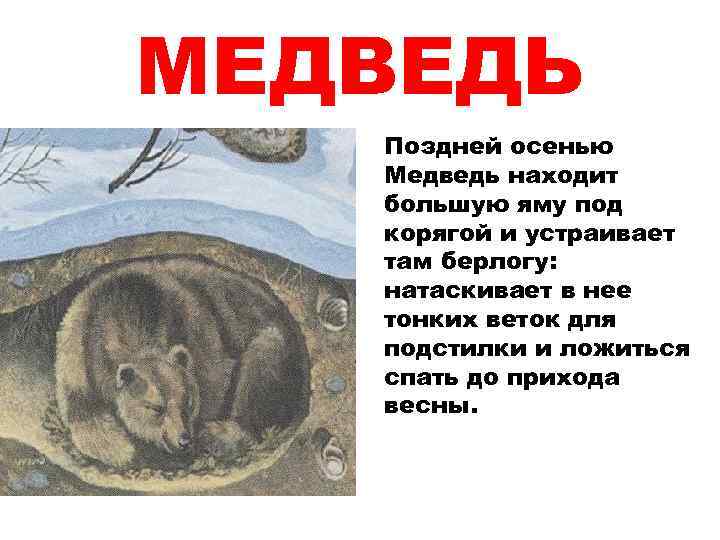 План 3 главы в логове медведя