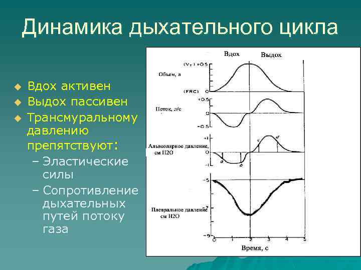 Дыхание дыхательный цикл. Дыхательный цикл физиология. Дыхательный цикл схема. Графики дыхания. Графическое изображение фаз дыхания.