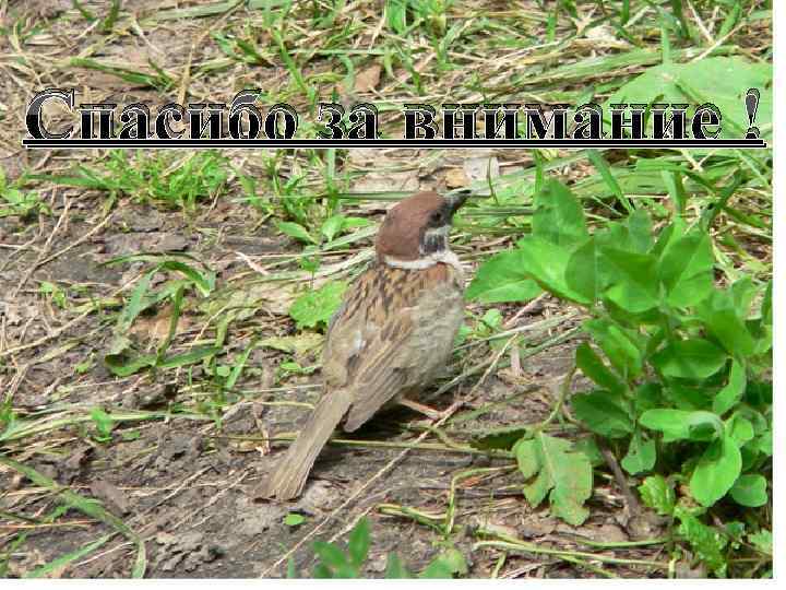 Спасибо за внимание ! 