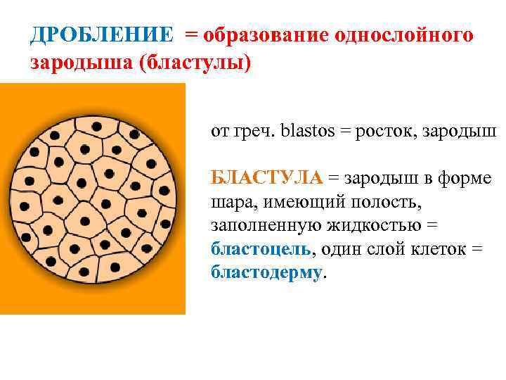 ДРОБЛЕНИЕ = образование однослойного зародыша (бластулы) от греч. blastos = росток, зародыш БЛАСТУЛА =