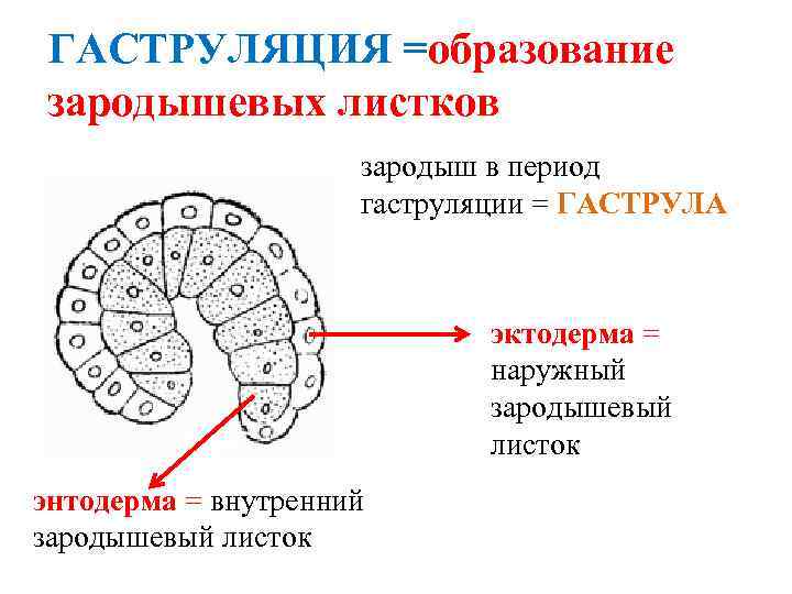 Схема зародышевые листки