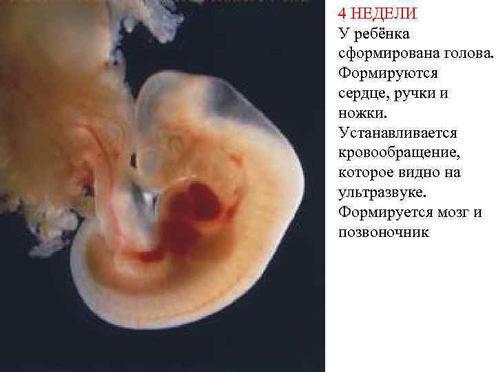 4 НЕДЕЛИ У ребёнка сформирована голова. Формируются сердце, ручки и ножки. Устанавливается кровообращение, которое
