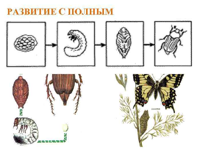 РАЗВИТИЕ С ПОЛНЫМ МЕТАМОРФОЗОМ яйцо → личинка → куколка → имаго (=взрослая особь) 