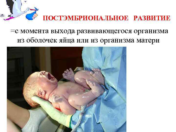 ПОСТЭМБРИОНАЛЬНОЕ РАЗВИТИЕ =с момента выхода развивающегося организма из оболочек яйца или из организма матери