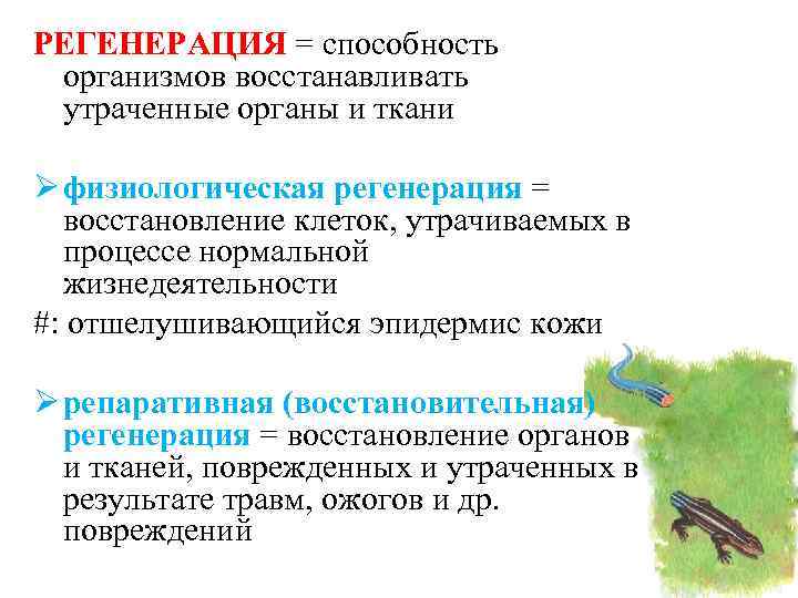 Процесс восстановления утраченных. Проявление регенерационной способности в филогенезе. Способность к регенерации. Проявление репаративной способности в филогенезе. Способность организмов восстанавливать утраченные.