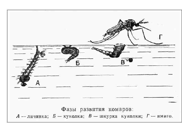 Развитие комара. Стадии развития комаров. Личинка комара стадии развития. Стадии развития комара обыкновенного. Личинки комаров стадии развития.