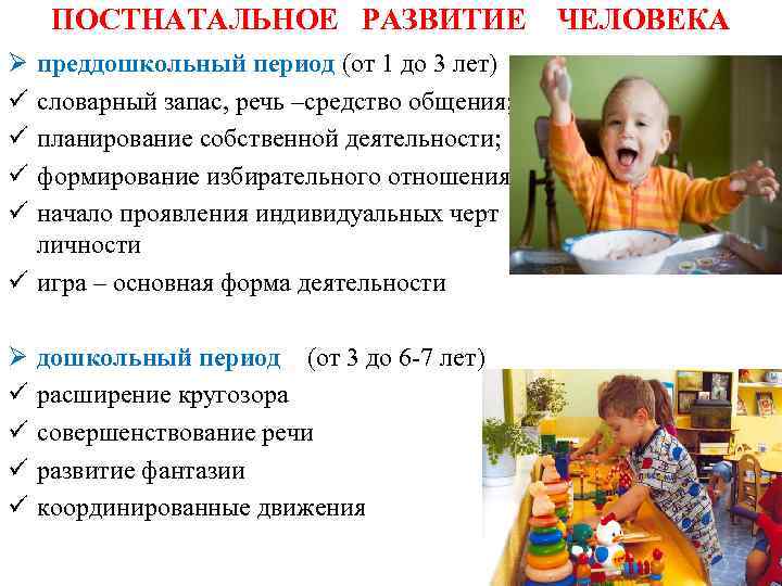 ПОСТНАТАЛЬНОЕ РАЗВИТИЕ ЧЕЛОВЕКА Ø ü ü преддошкольный период (от 1 до 3 лет) словарный