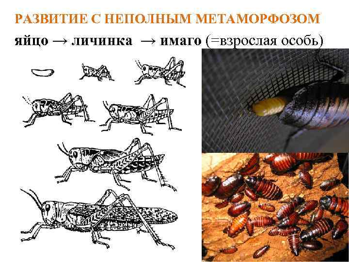 РАЗВИТИЕ С НЕПОЛНЫМ МЕТАМОРФОЗОМ яйцо → личинка → имаго (=взрослая особь) 