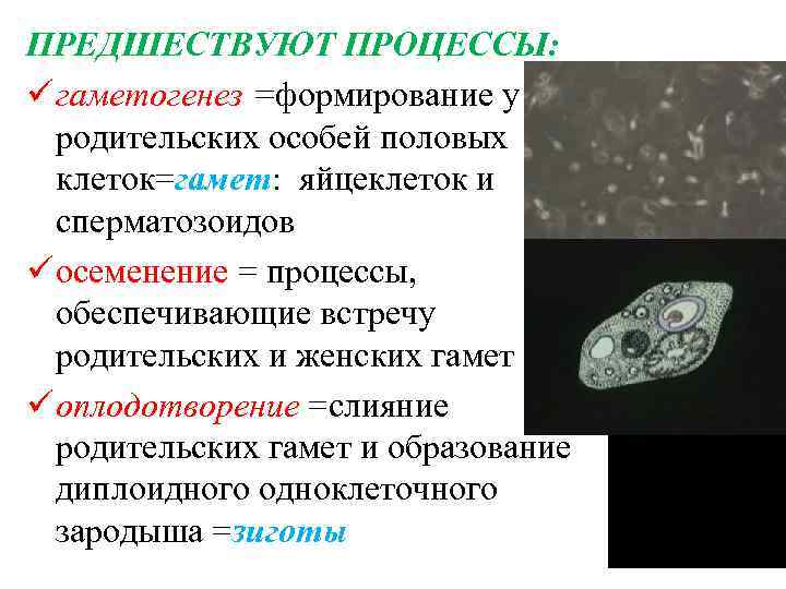 ПРЕДШЕСТВУЮТ ПРОЦЕССЫ: ü гаметогенез =формирование у родительских особей половых клеток=гамет: яйцеклеток и сперматозоидов ü