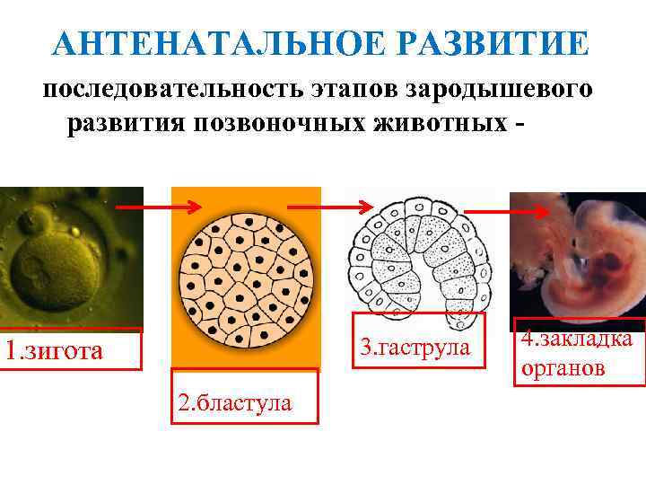 АНТЕНАТАЛЬНОЕ РАЗВИТИЕ последовательность этапов зародышевого развития позвоночных животных - 3. гаструла 1. зигота 2.