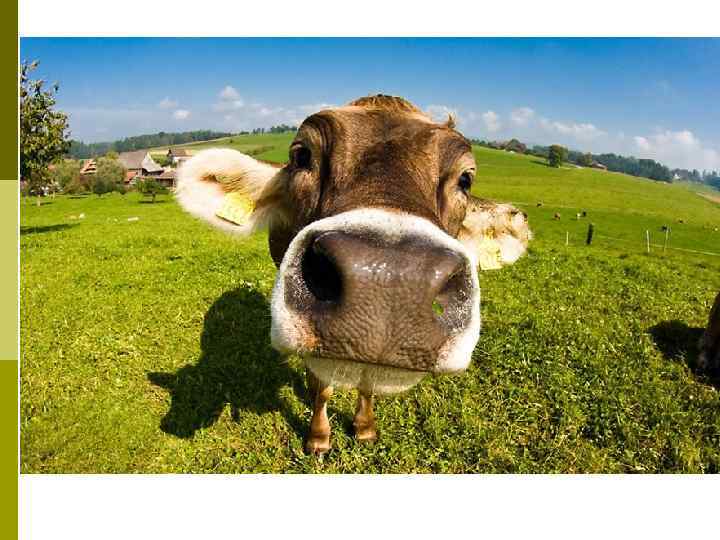 Длиннофокусные. Телеобъективы 