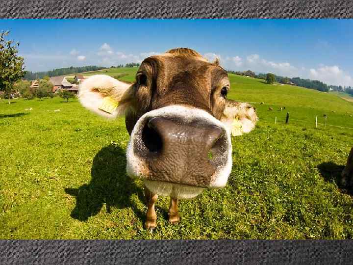 с) Сандро Лонарди 